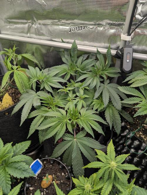 Potion - Wizard Trees. Week 6