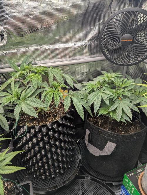 Potion - Wizard Trees. Week 6