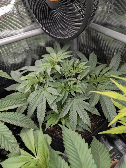 Night Ritual - Wizard Trees. Week 6