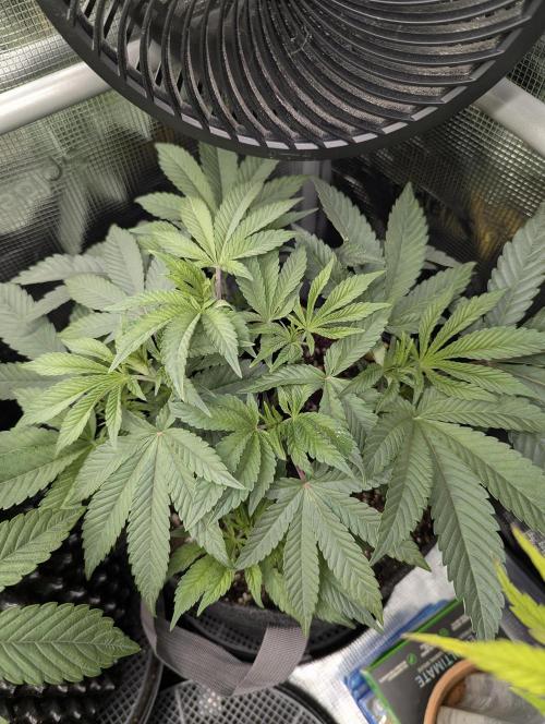 Night Ritual - Wizard Trees. Week 6