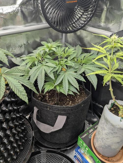 Night Ritual - Wizard Trees. Week 6
