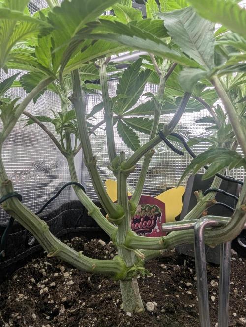 Night Ritual - Wizard Trees. Week 6
