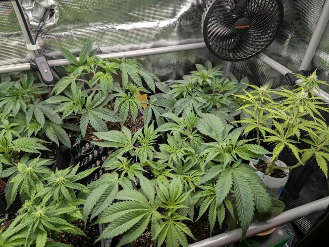 Night Ritual - Wizard Trees. Week 6