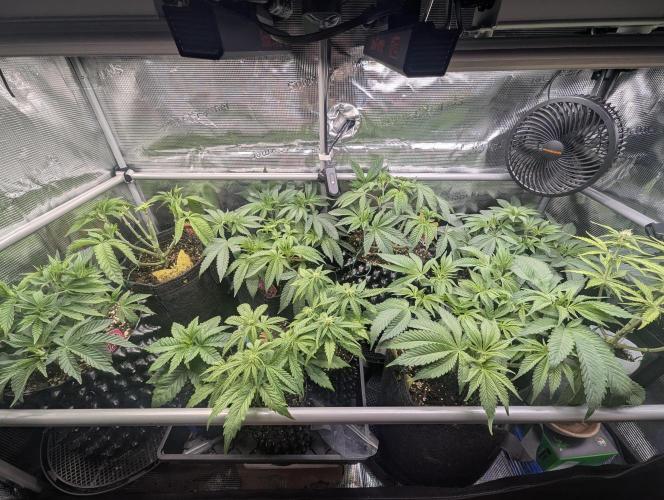 Grow Tent 3x3x6 (90cm x 90cm x 180cm). Week 6