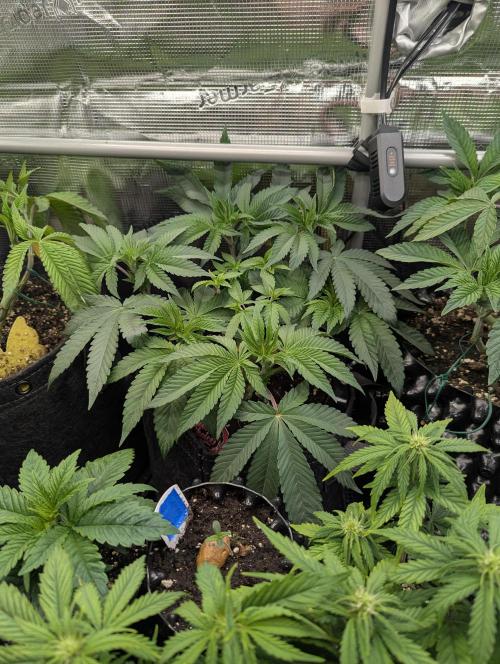 Grand Prixx - Wizard Trees. Week 6