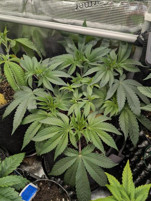 Grand Prixx - Wizard Trees. Week 6