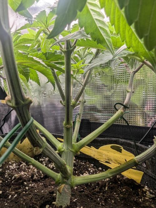 Grand Prixx - Wizard Trees. Week 6