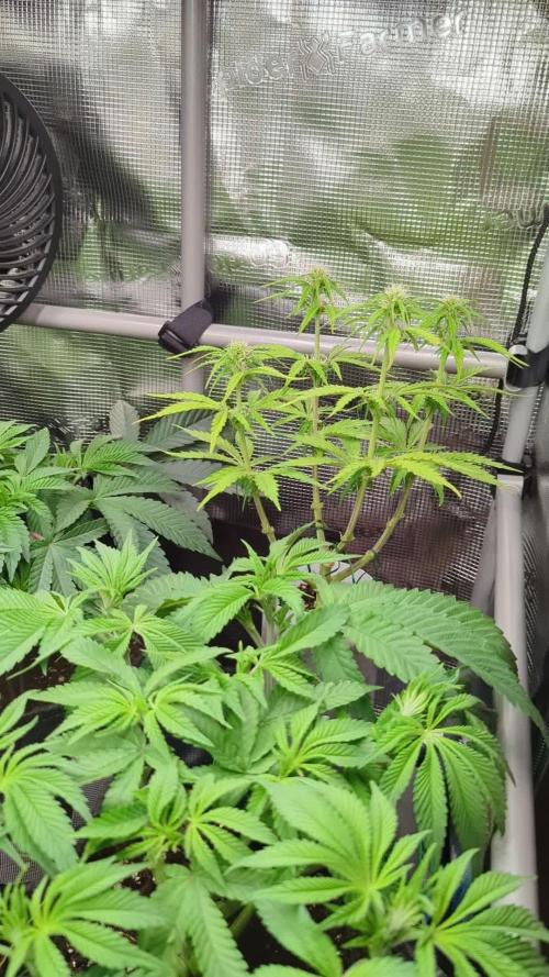 TB SkittleZ Auto - Bulldog Seeds