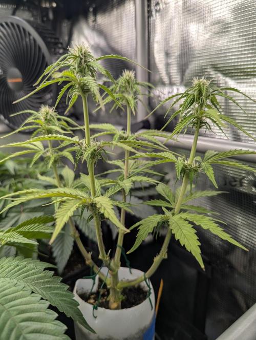 TB SkittleZ Auto - Bulldog Seeds. Week 6