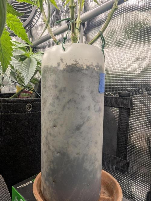 TB SkittleZ Auto - Bulldog Seeds. Week 6