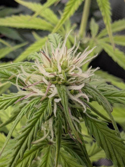 TB SkittleZ Auto - Bulldog Seeds. Week 6