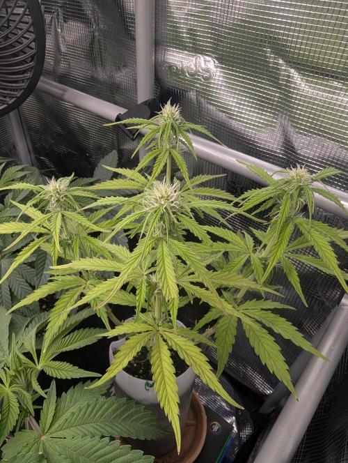 TB SkittleZ Auto - Bulldog Seeds. Week 6