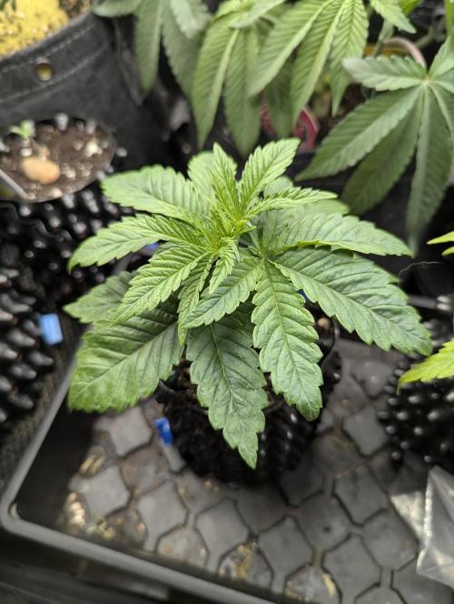 Mental Rainbow FF - Sweet Seeds. Week 3