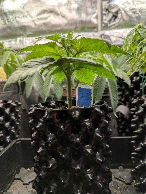Mental Rainbow FF - Sweet Seeds. Week 3