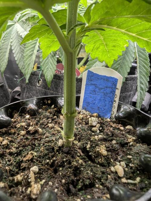 Mental Rainbow FF - Sweet Seeds. Week 3