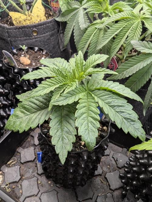 Mental Rainbow FF - Sweet Seeds. Week 3