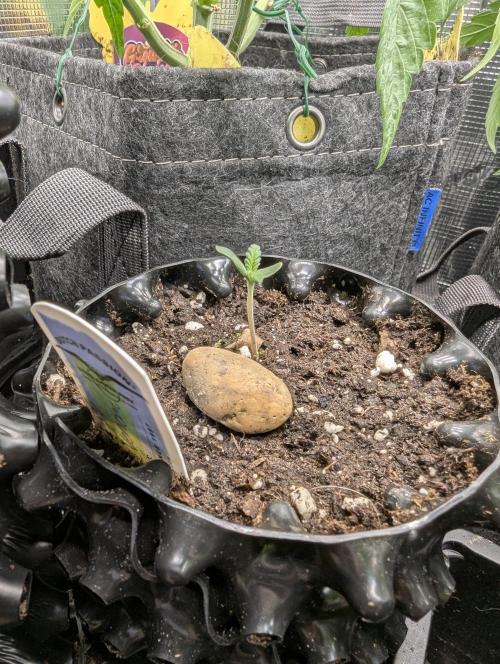 Toad Venum Auto - Growers Choice. Week 0