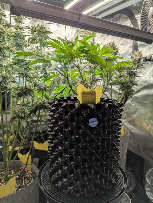 Monaco - Nine Weeks Harvest. Week 6