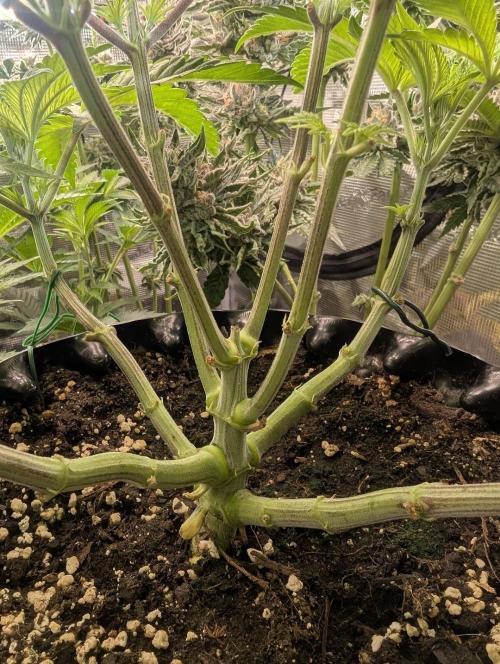 Monaco - Nine Weeks Harvest. Week 6