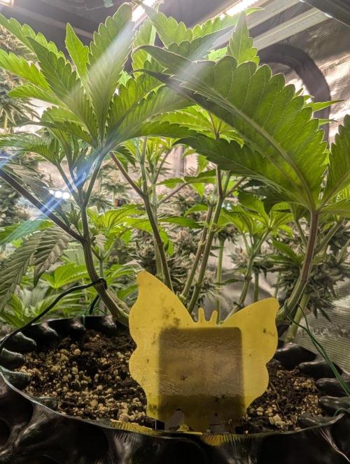 Monaco - Nine Weeks Harvest. Week 6