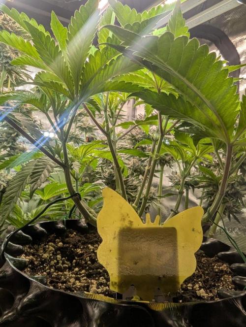 Monaco - Nine Weeks Harvest. Week 6