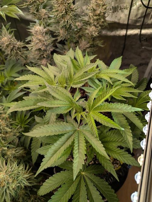 Monaco - Nine Weeks Harvest. Week 6