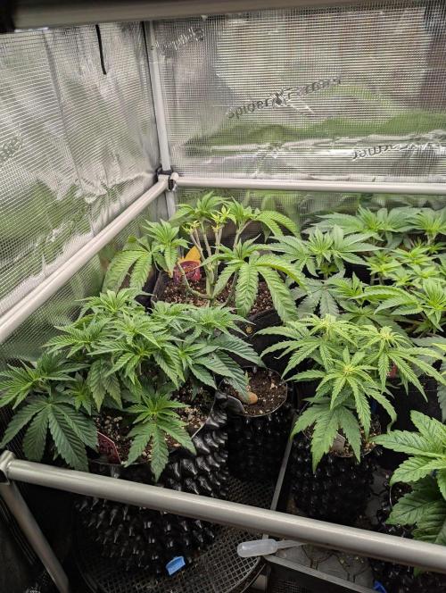 Gary Patron - Nine Weeks Harvest. Week 6