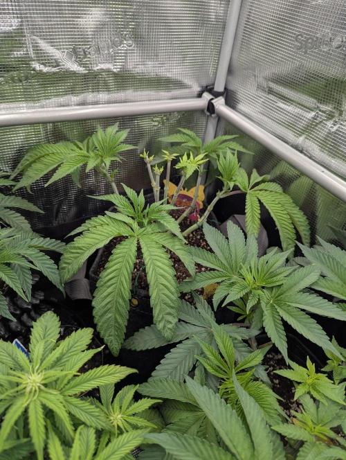 Gary Patron - Nine Weeks Harvest. Week 6