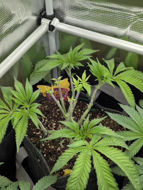 Gary Patron - Nine Weeks Harvest. Week 6