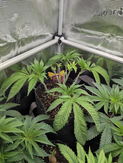 Gary Patron - Nine Weeks Harvest. Week 6