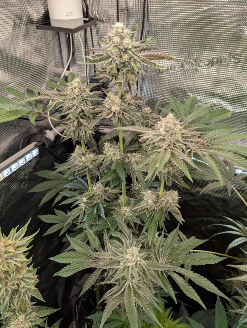 Zhampagne - Compound Genetics. Week 10