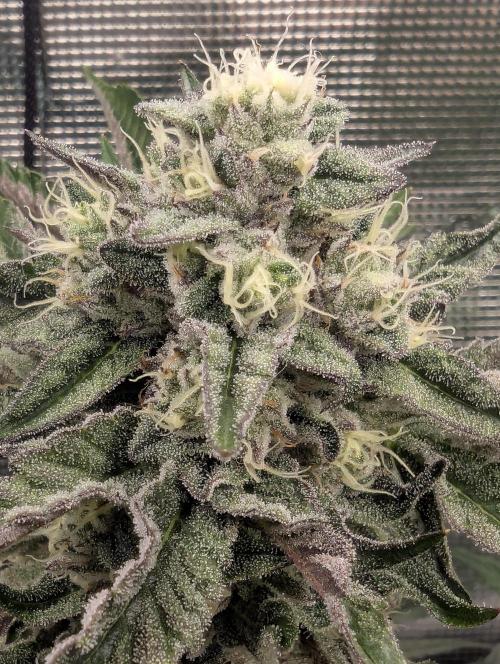 Zhampagne - Compound Genetics. Week 10