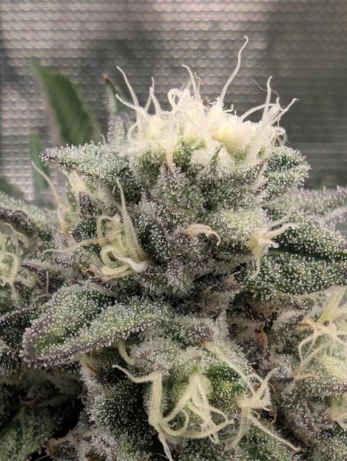 Zhampagne - Compound Genetics. Week 10