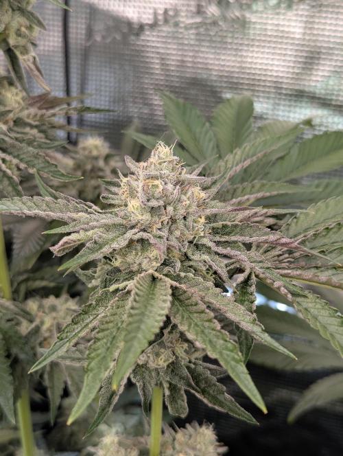 Zhampagne - Compound Genetics. Week 10