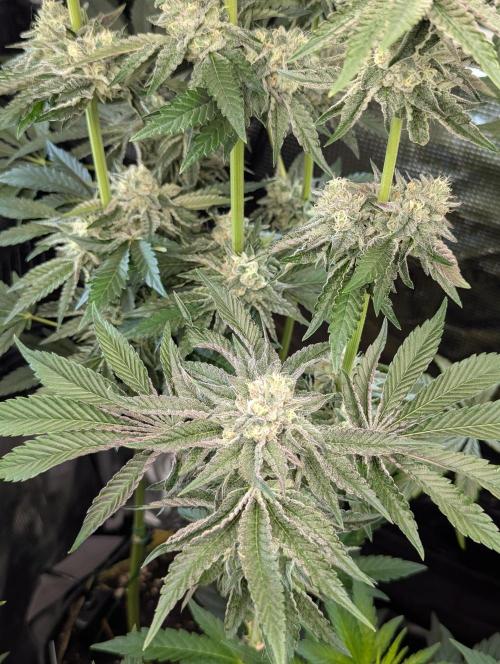 Zhampagne - Compound Genetics. Week 10