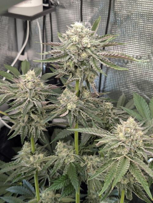 Zhampagne - Compound Genetics. Week 10