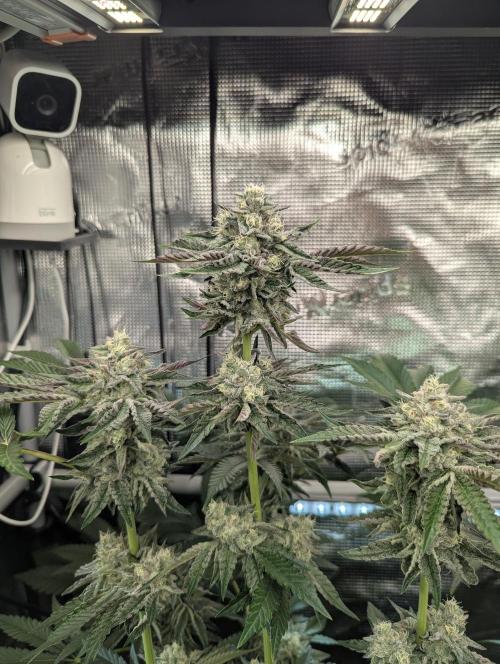 Zhampagne - Compound Genetics. Week 10