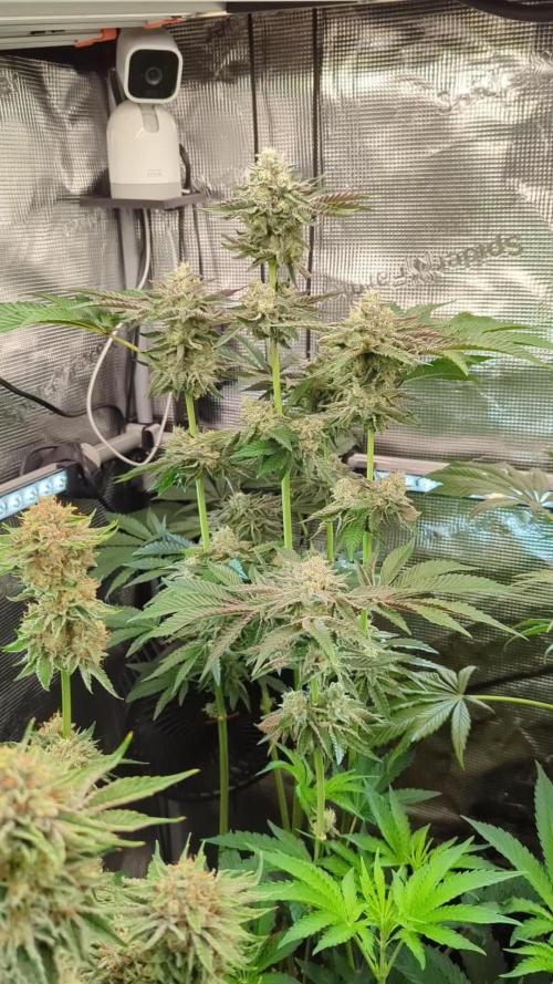 Zhampagne - Compound Genetics