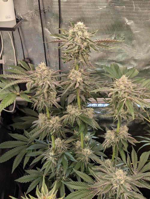 Zhampagne - Compound Genetics. Week 10