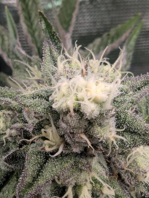 Zhampagne - Compound Genetics. Week 10