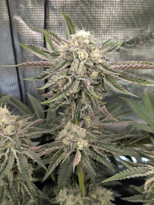 Zhampagne - Compound Genetics. Week 10