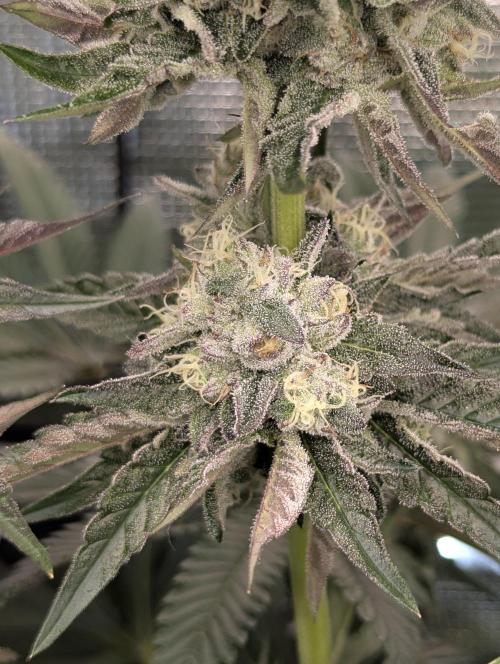 Zhampagne - Compound Genetics. Week 10