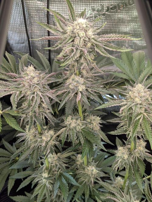Zhampagne - Compound Genetics. Week 10