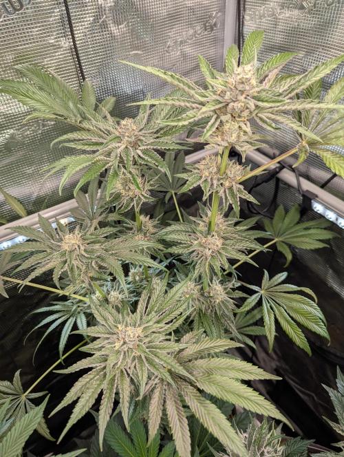 ZodaZa - Umami. Week 11