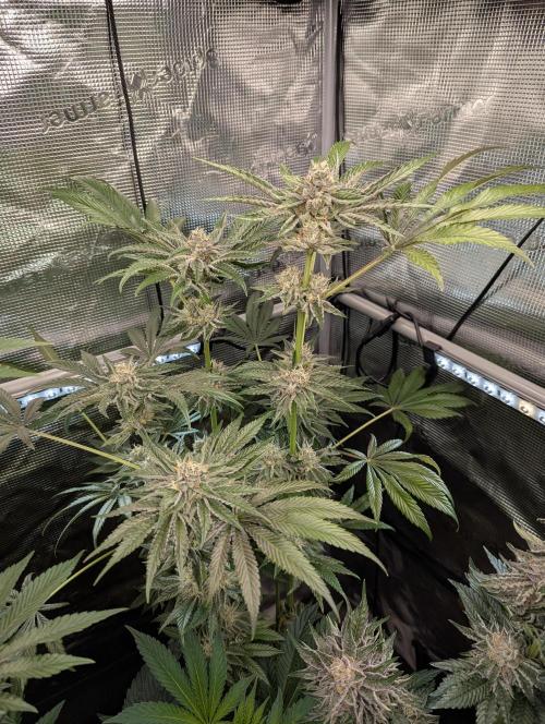 ZodaZa - Umami. Week 11