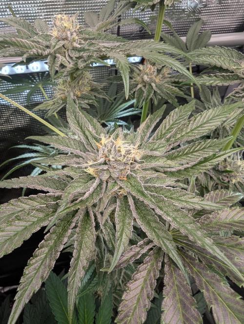 ZodaZa - Umami. Week 11