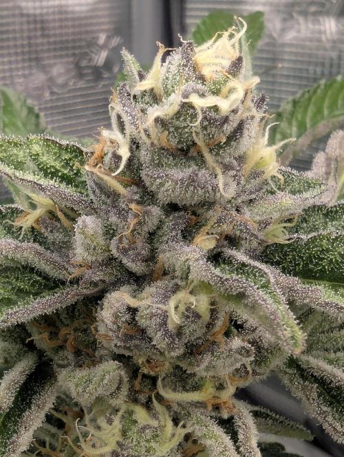 ZodaZa - Umami. Week 11