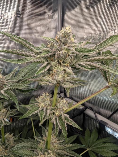 ZodaZa - Umami. Week 11