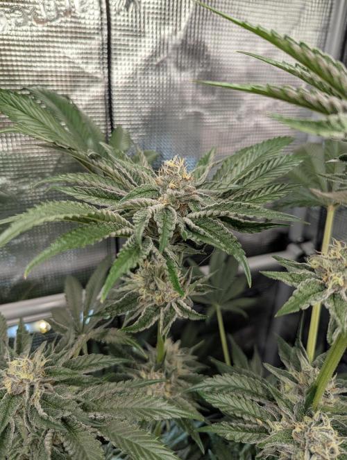 ZodaZa - Umami. Week 11