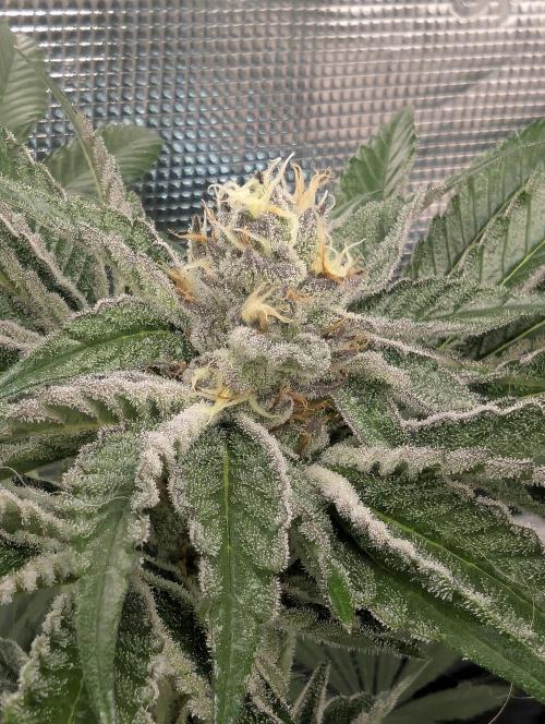 ZodaZa - Umami. Week 11